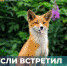 По Сысерти бегает лиса - SysertNews.Ru